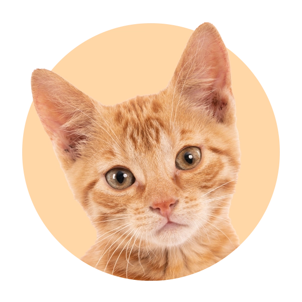 Reporta tu mascota perdida